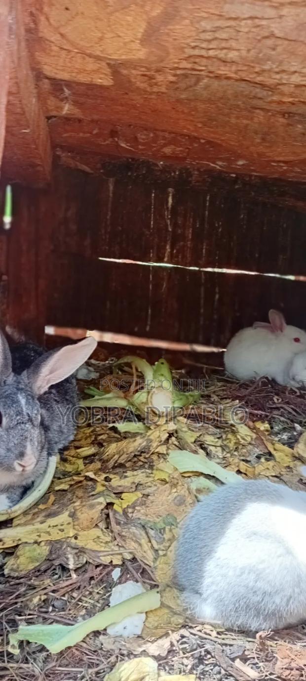 Rabbits Farming and Products Selling