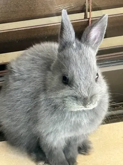 Hybrid Rabbits Available.Call