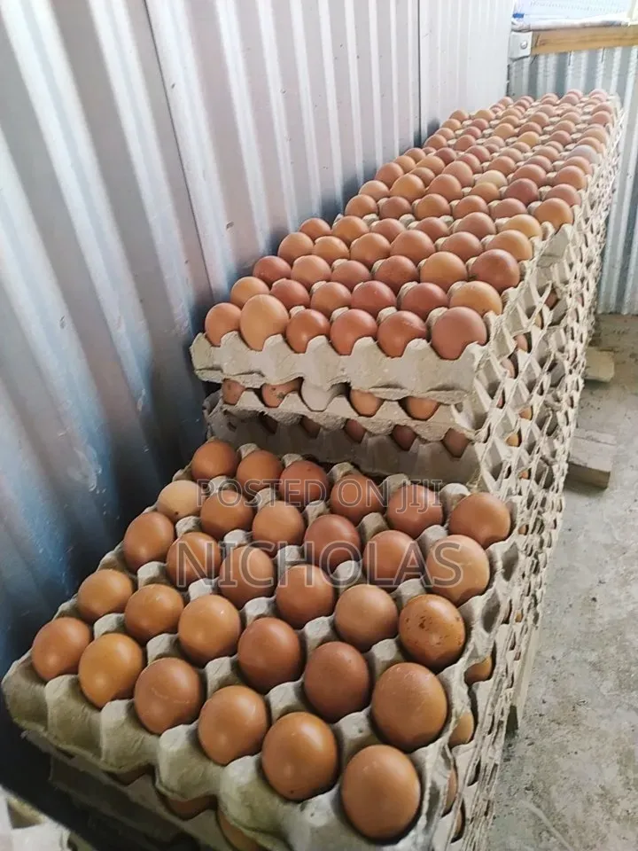 Fresh Farm Table Eggs Wholesale