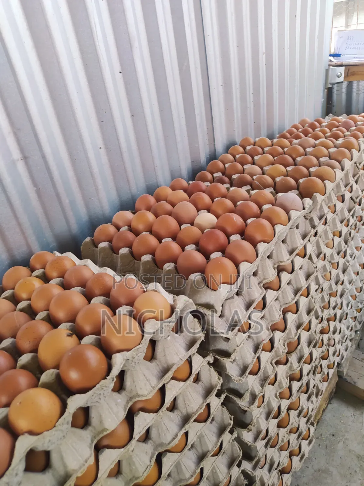 Fresh Farm Table Eggs Wholesale