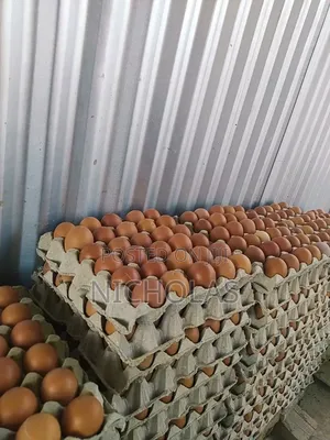 Fresh Farm Table Eggs Wholesale