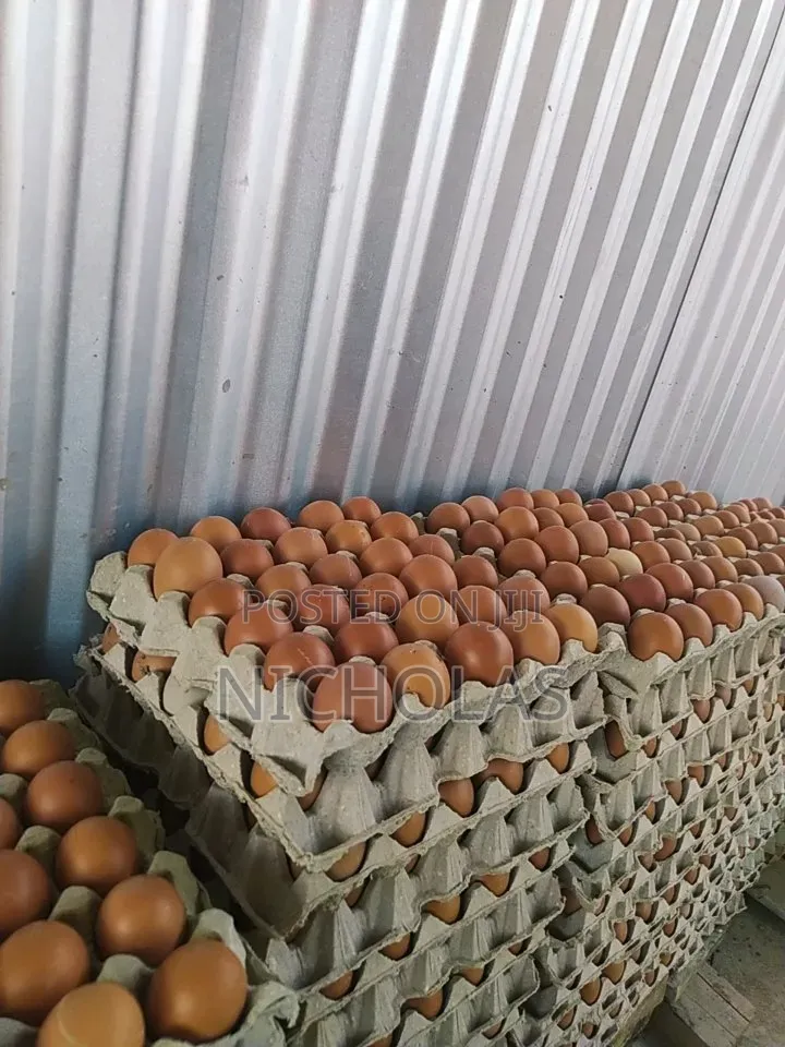 Fresh Farm Table Eggs Wholesale