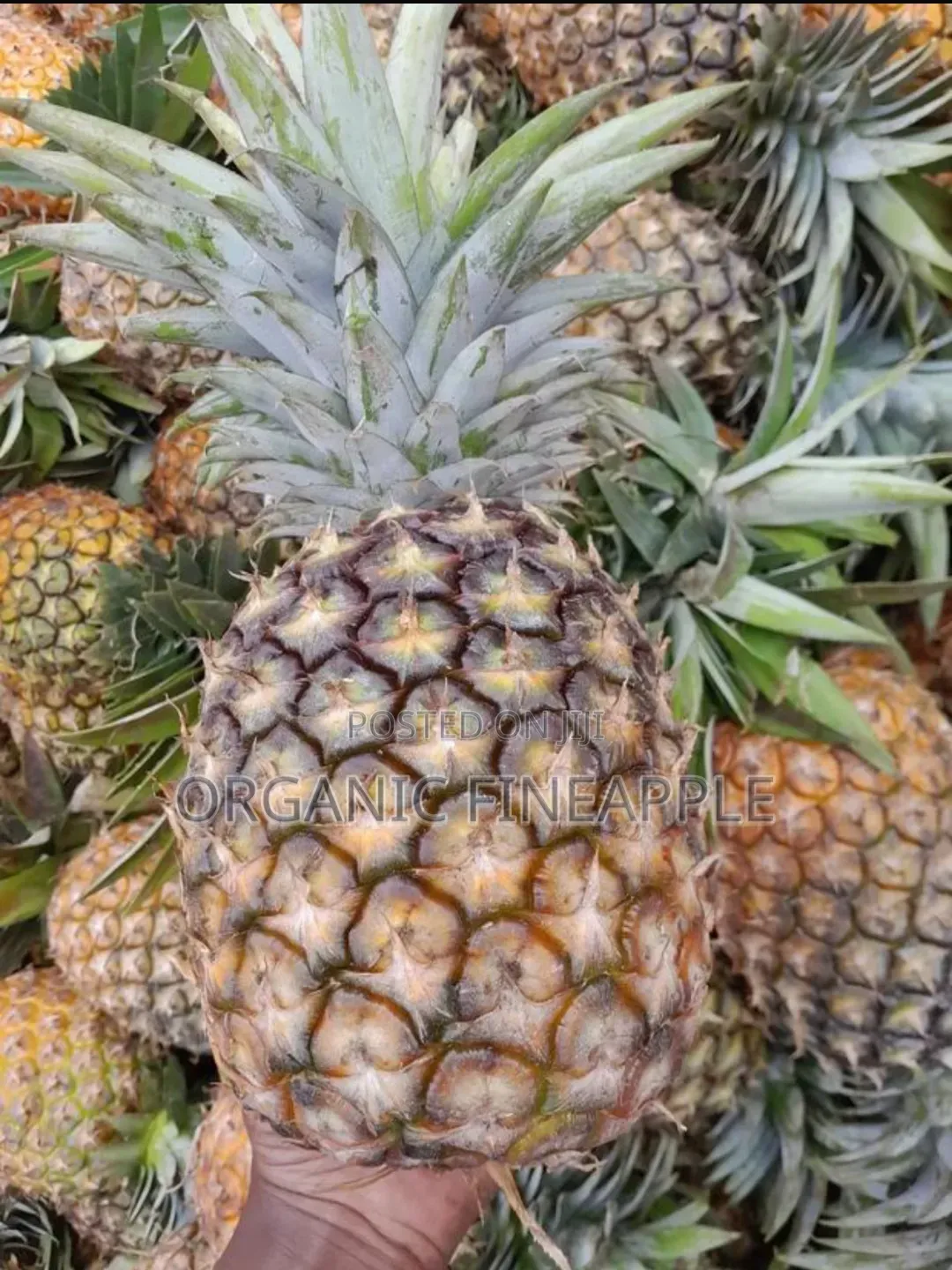 Fresh Pineapple for Sale in Wholesale (1 Pineapple Is 2kg) 1kg at 60ksh