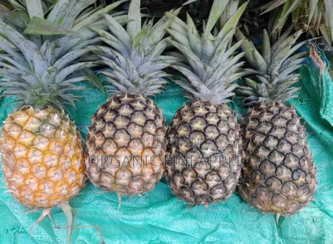 Fresh Pineapple for Sale in Wholesale (1 Pineapple Is 2kg) 1kg at 60ksh