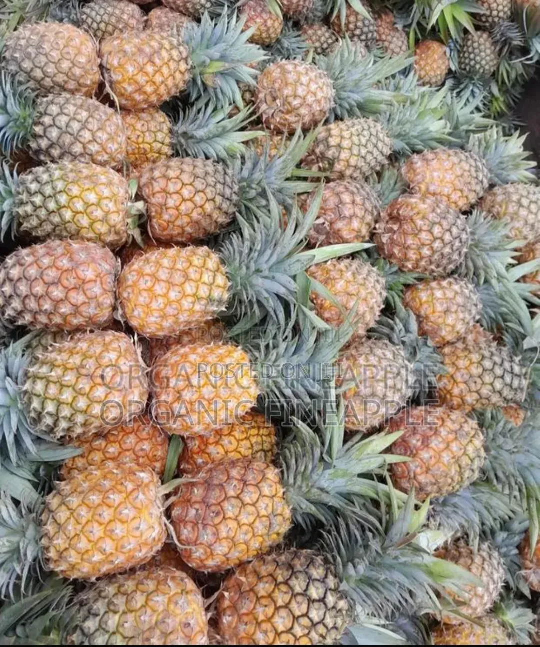 Fresh Pineapple for Sale in Wholesale (1 Pineapple Is 2kg) 1kg at 60ksh