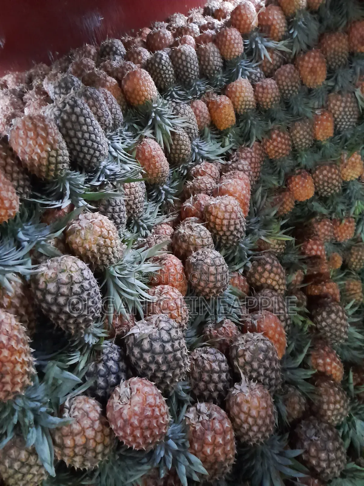 Fresh Pineapple for Sale in Wholesale (1 Pineapple Is 2kg) 1kg at 60ksh