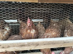 Chicken for Sale