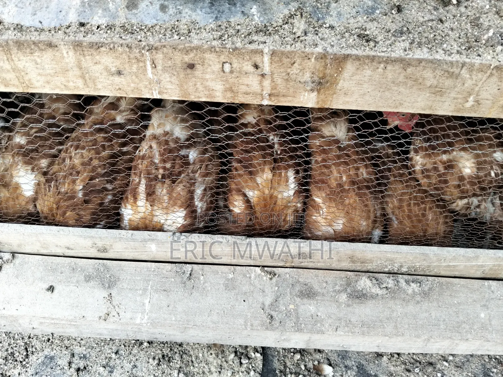 Chicken for Sale