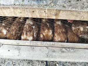 Chicken for Sale