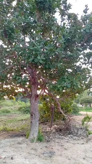 1/2 Acre Plot at Ganja La Simba Near Kinondo/Mwabungo Town Centres.
