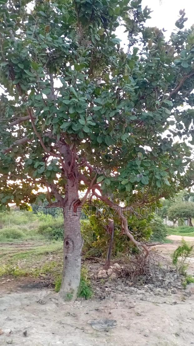 1/2 Acre Plot at Ganja La Simba Near Kinondo/Mwabungo Town Centres.