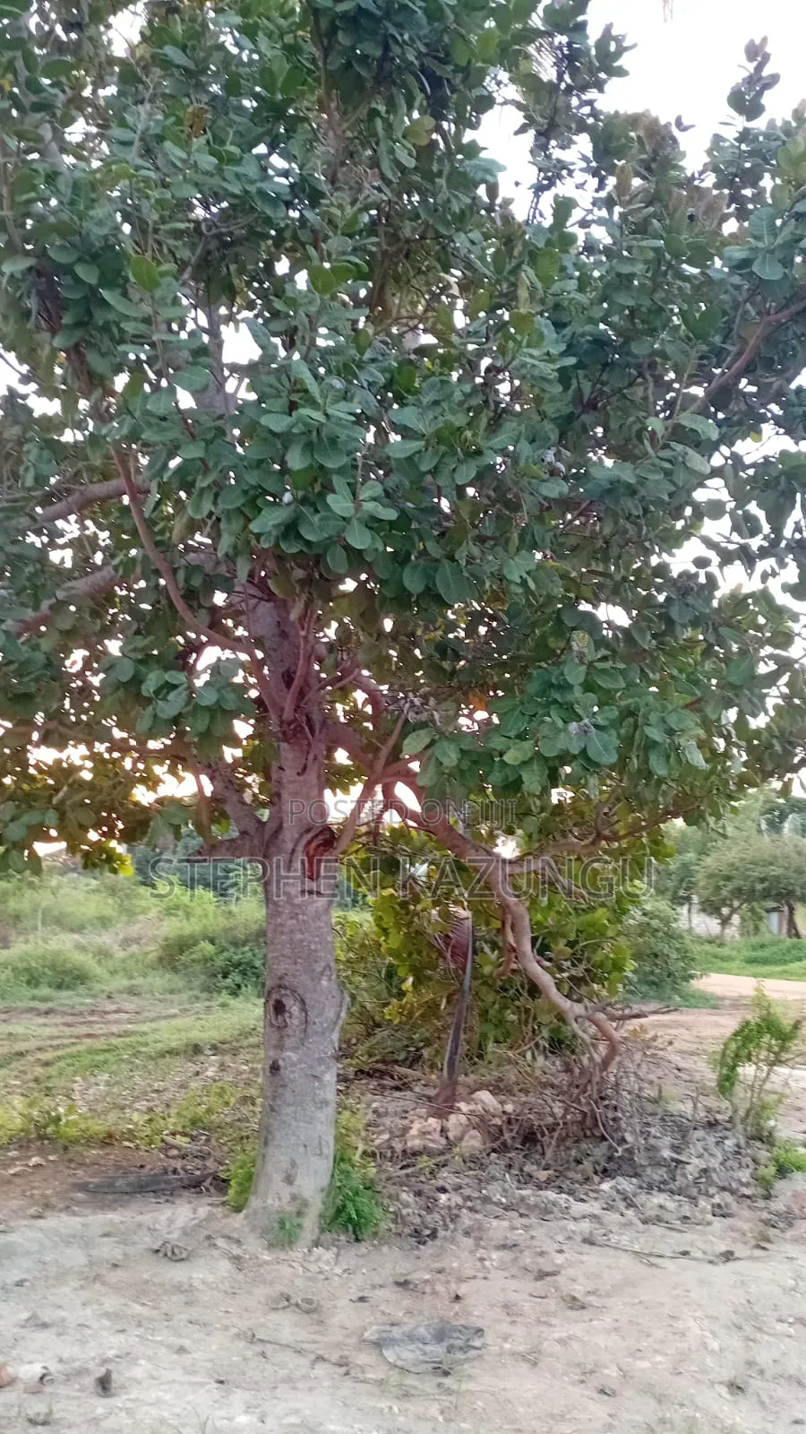 1/2 Acre Plot at Ganja La Simba Near Kinondo/Mwabungo Town Centres.
