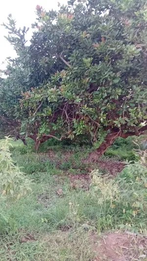 1/2 Acre Plot at Ganja La Simba Near Kinondo/Mwabungo Town Centres.