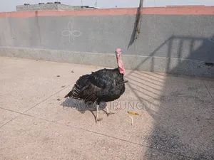 Royal Palm Large Male Turkey