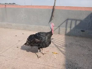 Royal Palm Large Male Turkey