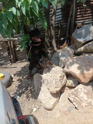 6-12 months Female Purebred Rottweiler