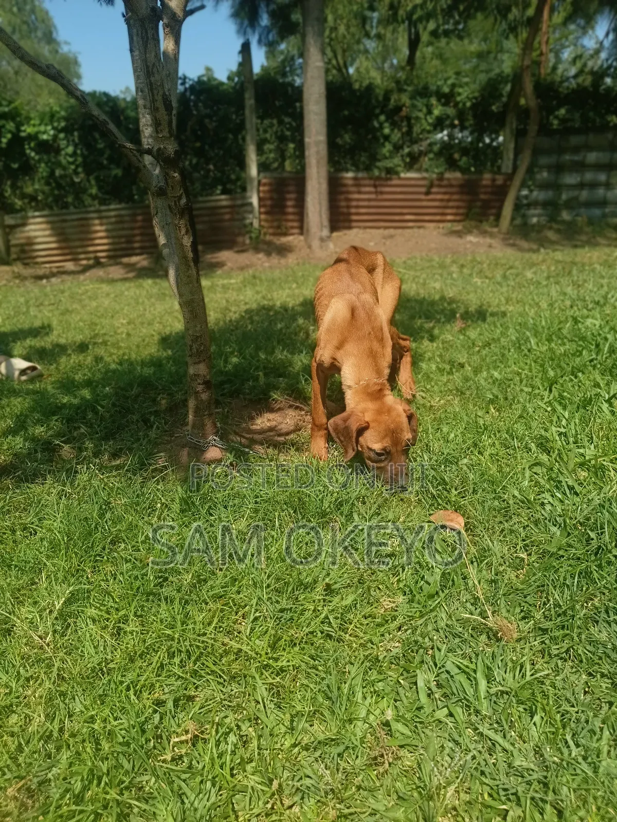 3-6 months Female Purebred Boerboel