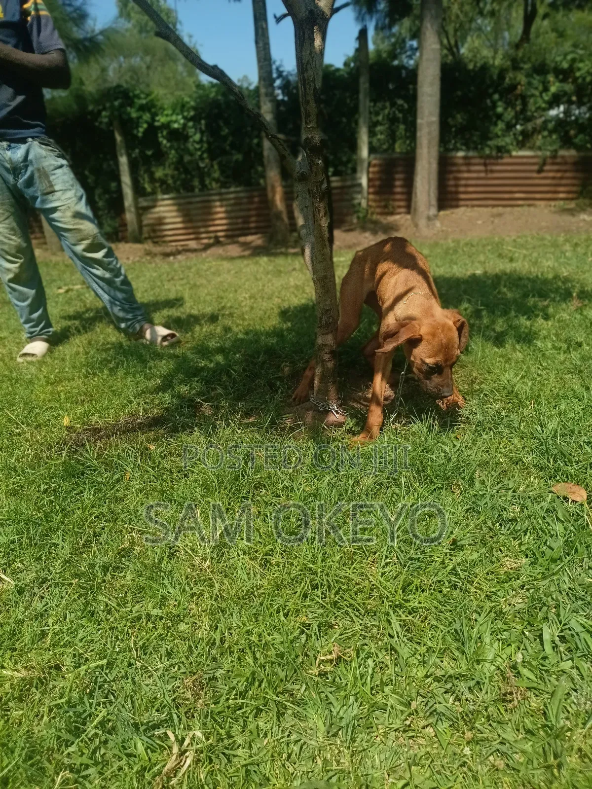 3-6 months Female Purebred Boerboel