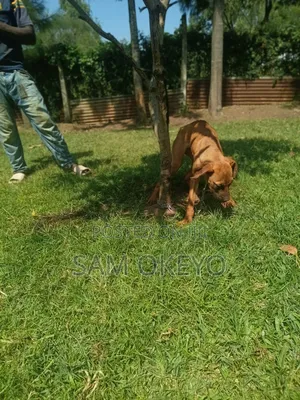 3-6 months Female Purebred Boerboel