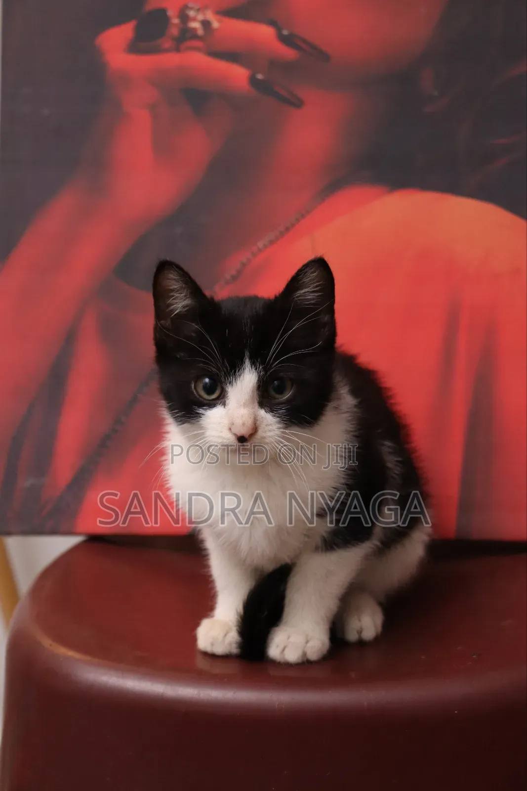 3-6 months Male Mixed Breed Tabby