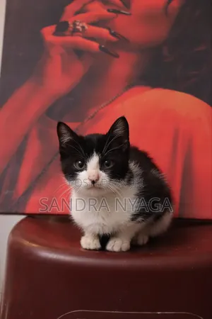 3-6 months Male Mixed Breed Tabby