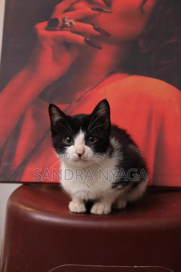 3-6 months Male Mixed Breed Tabby - thumbnail 3