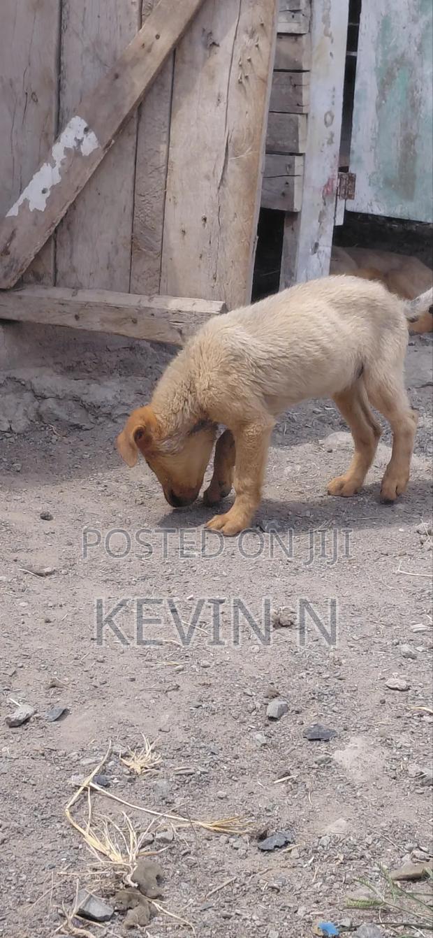 3-6 months Female Mixed Breed German Shepherd