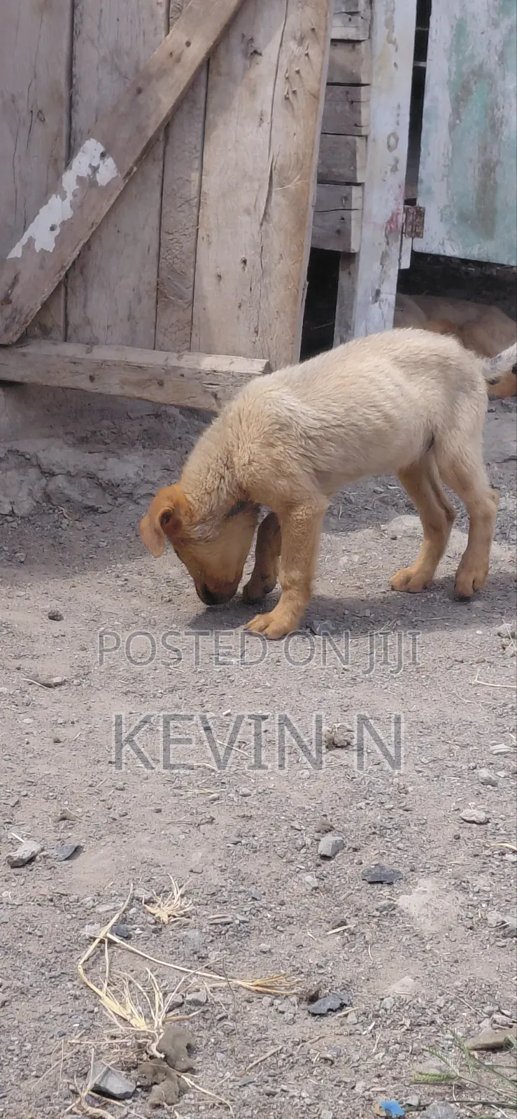 3-6 months Female Mixed Breed German Shepherd