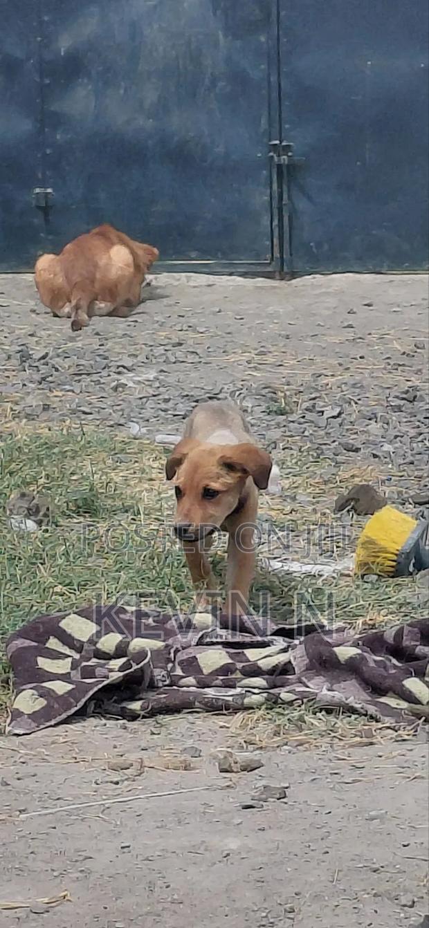 3-6 months Female Mixed Breed German Shepherd - thumbnail 2