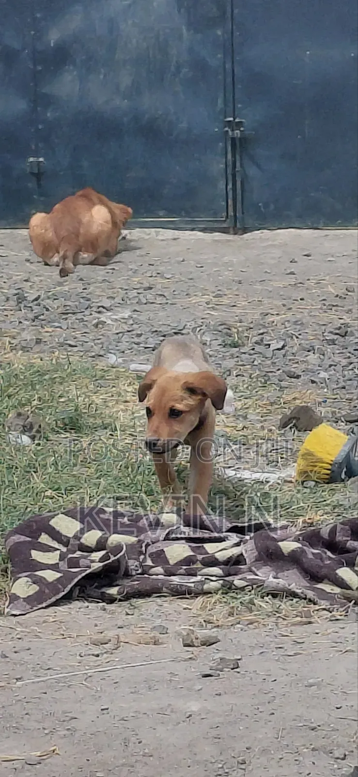 3-6 months Female Mixed Breed German Shepherd