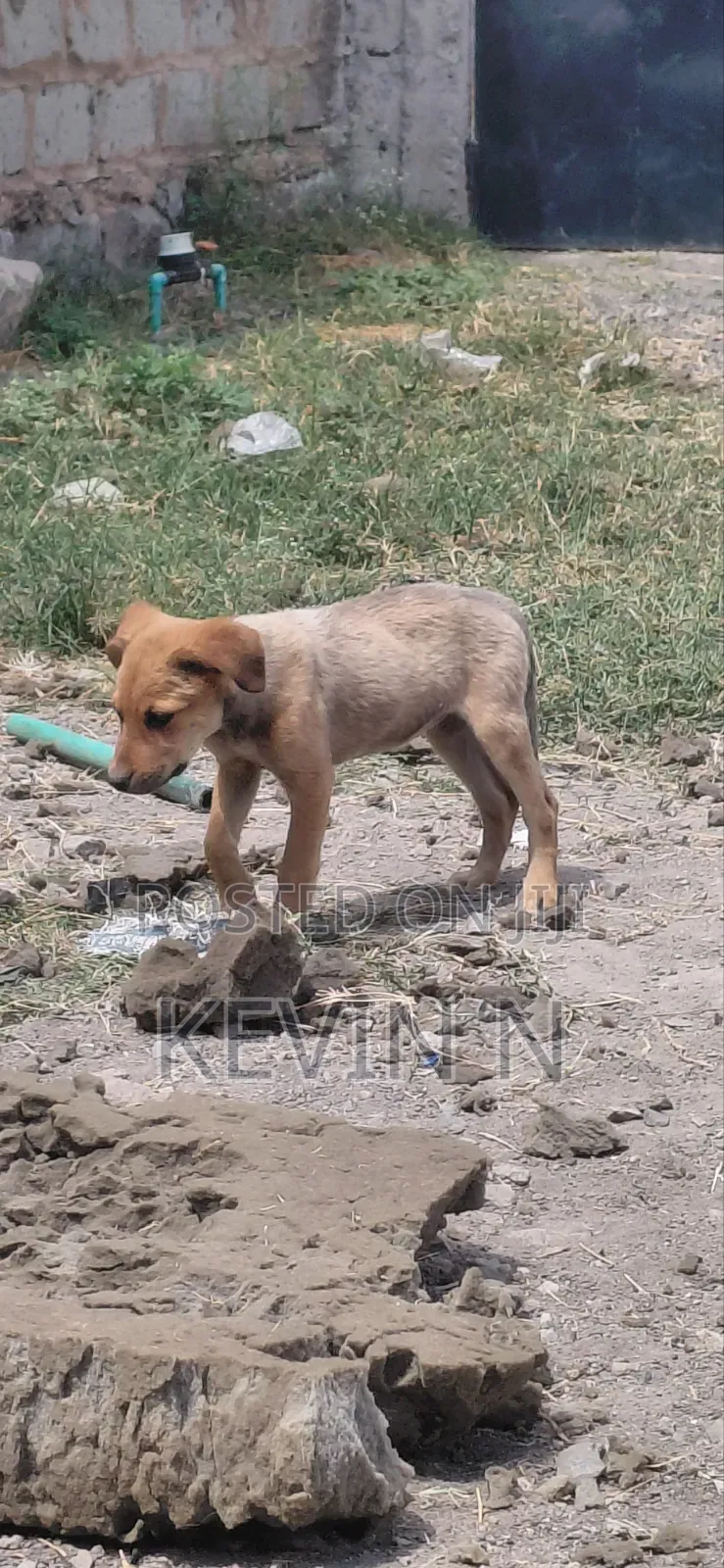 3-6 months Female Mixed Breed German Shepherd