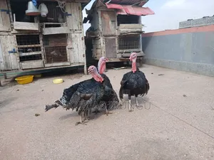Royal Palm Turkey