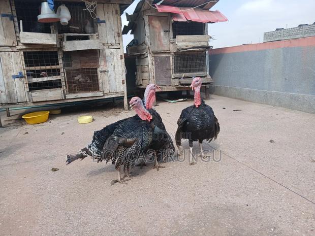 Royal Palm Turkey