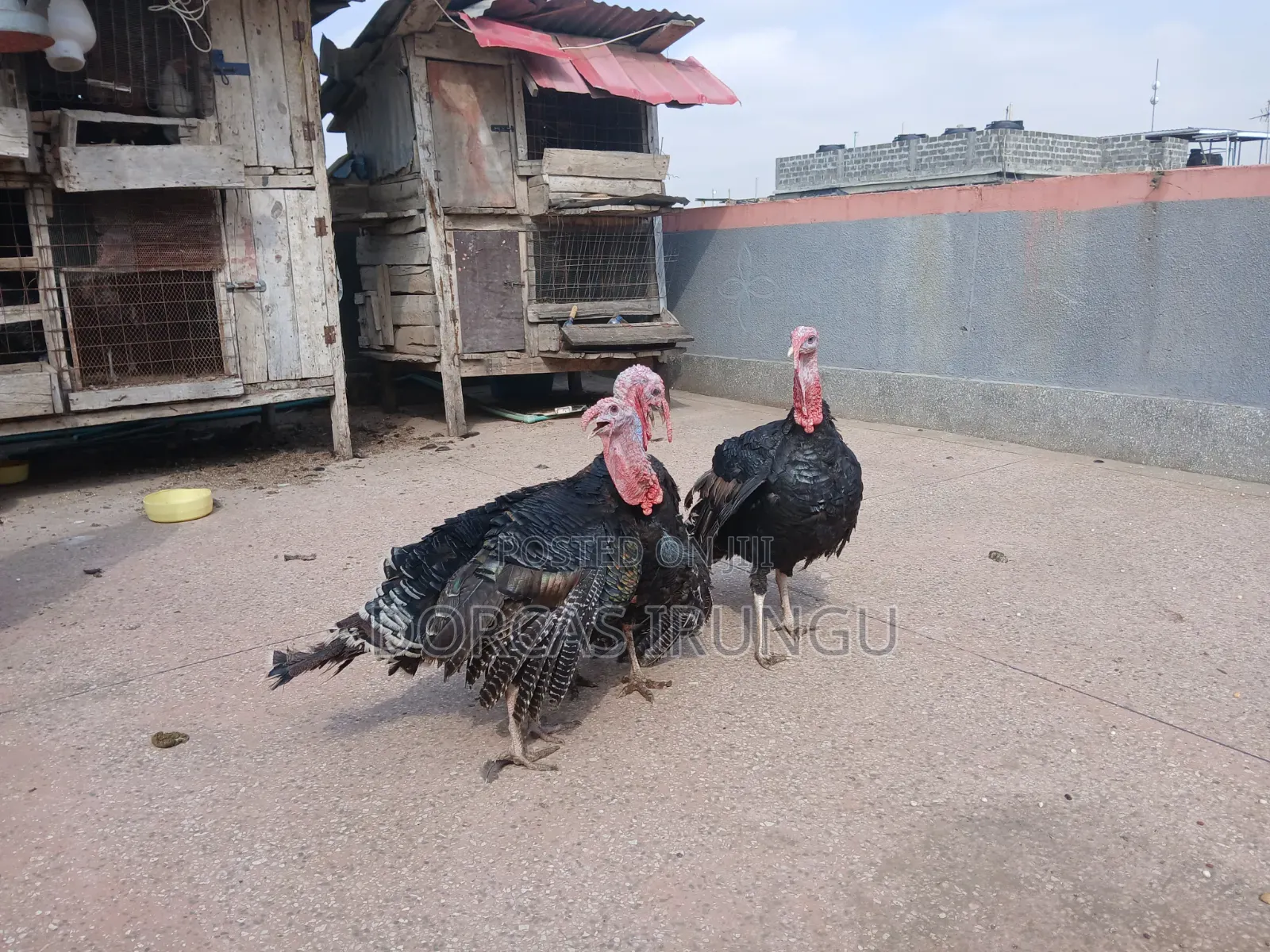 Royal Palm Turkey