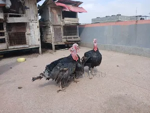 Royal Palm Turkey