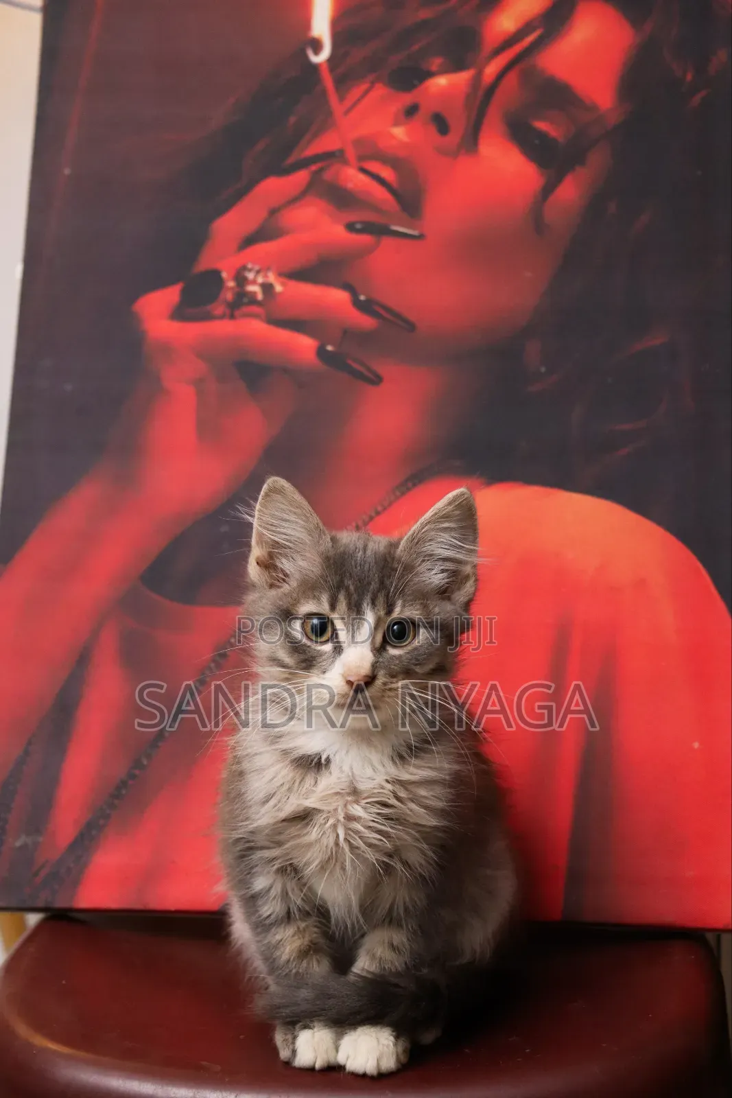 3-6 months Male Mixed Breed Tabby