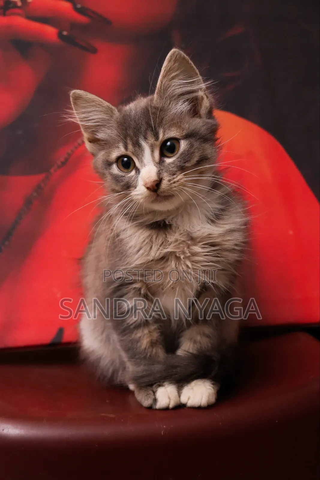 3-6 months Male Mixed Breed Tabby