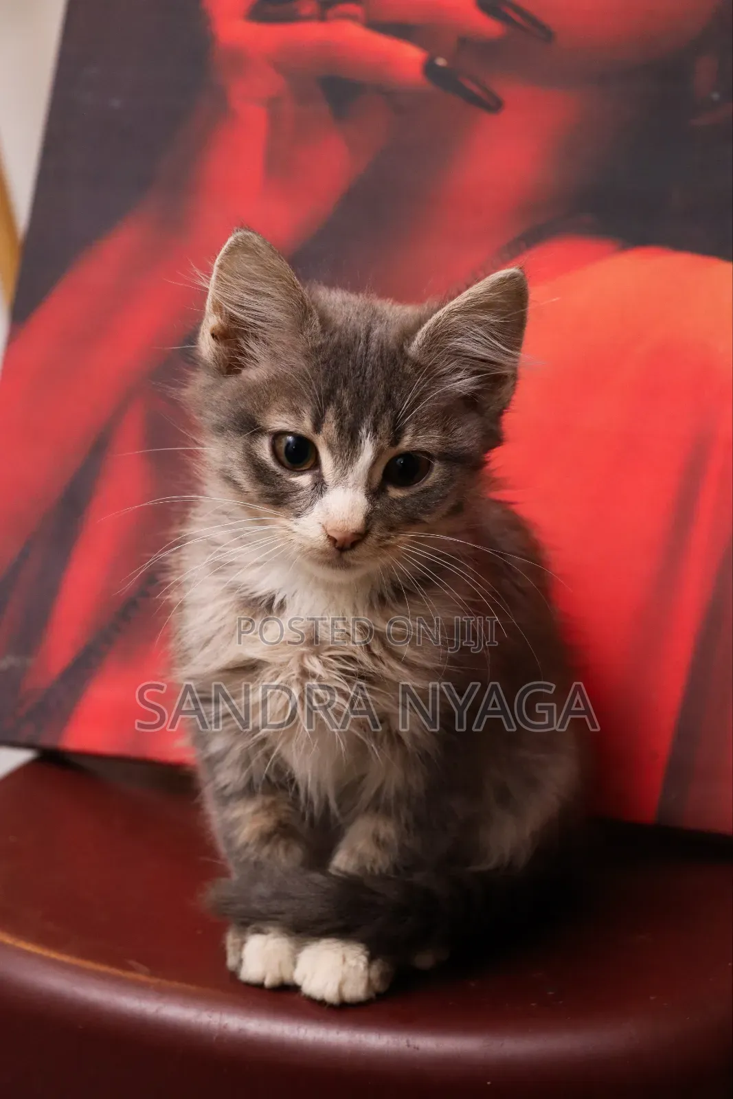 3-6 months Male Mixed Breed Tabby