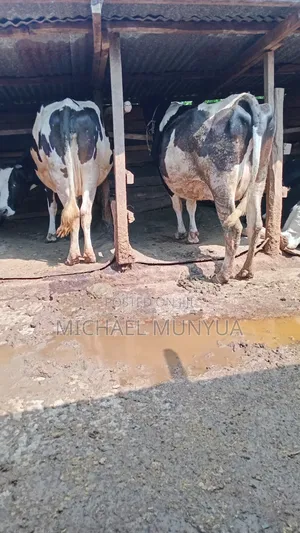 Selling Cows
