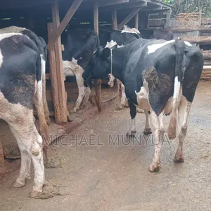 Selling Cows