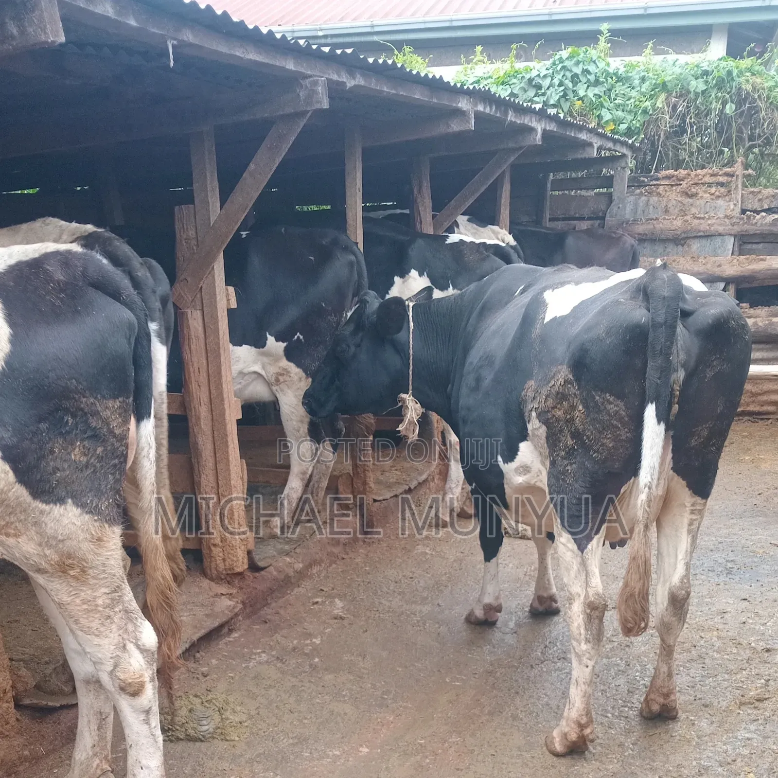 Selling Cows