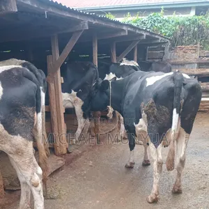 Selling Cows