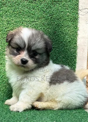 1-3 months Female Purebred Havanese