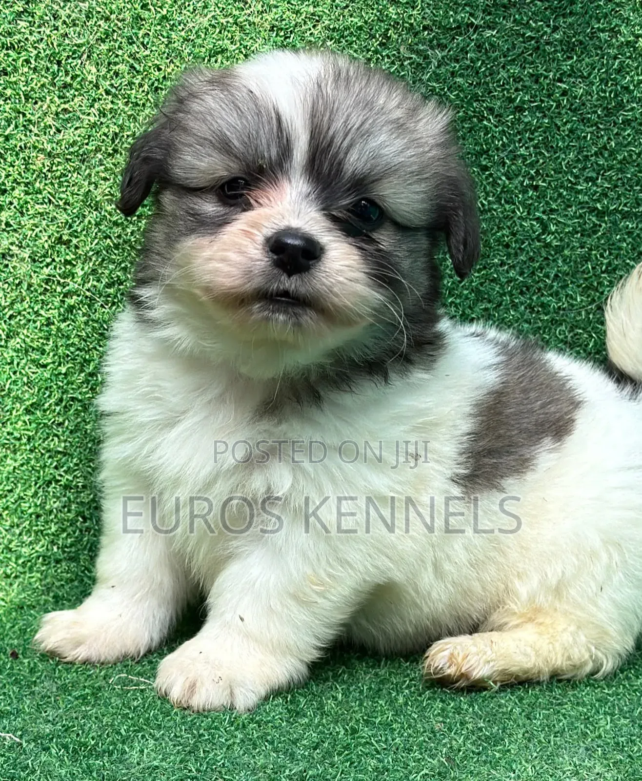 1-3 months Female Purebred Havanese