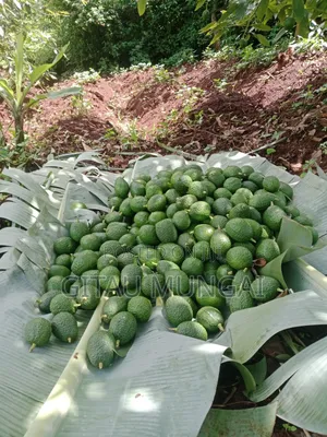Hass Avocado