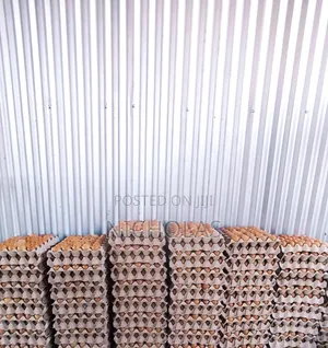 Fresh Eggs in Plenty Wholesale Bulk