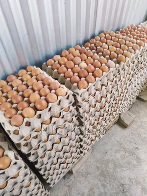 Fresh Eggs in Plenty Wholesale Bulk