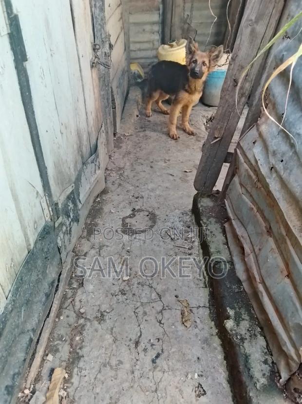 3-6 months Male Purebred German Shepherd