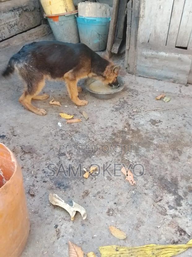 3-6 months Male Purebred German Shepherd - thumbnail 2