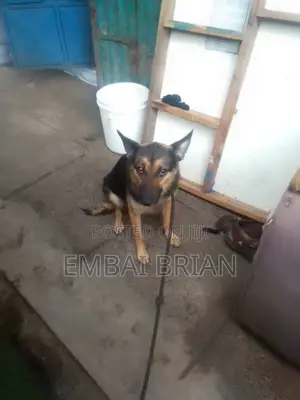 1+ year Female Purebred German Shepherd